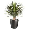 75cm Artificial Dracaena Plant