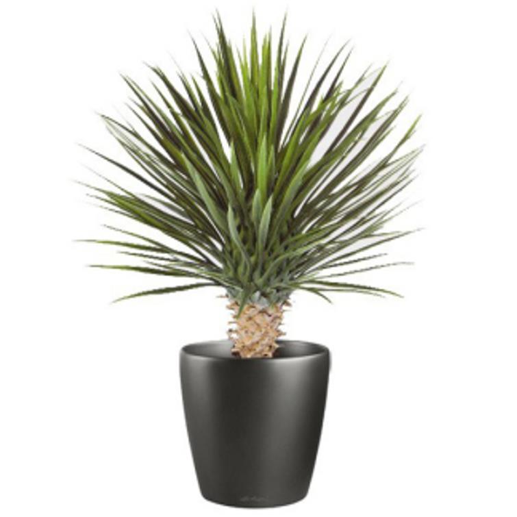 75cm Artificial Dracaena Plant