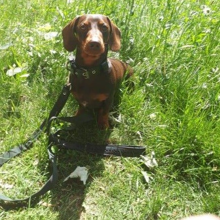 Eco Friendly Recycled Inner Tube Vegan Dog Lead