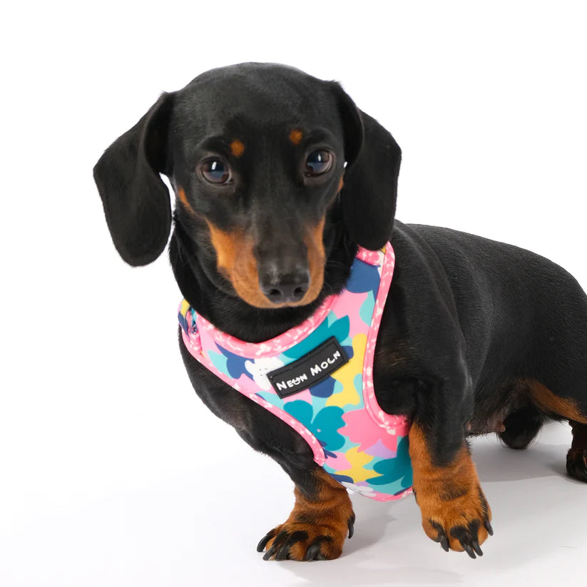 The Luna Mesh Dog Harness - by Neon Moon Pet Boutique