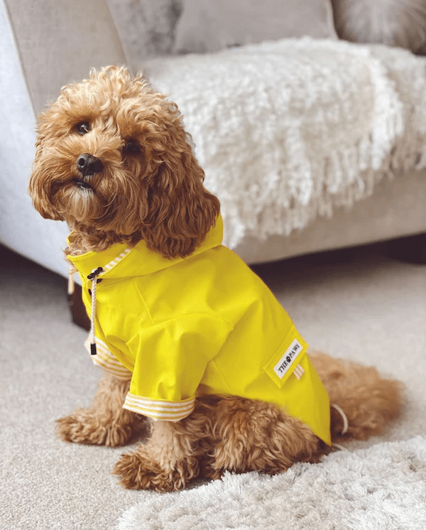 Sloane Waterproof Dog Rain Jacket (Lemon) – by The Paw Co.
