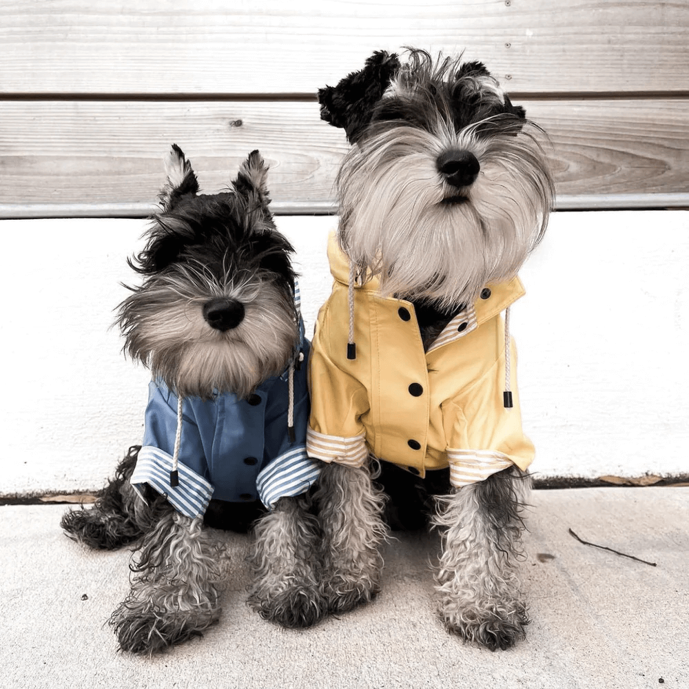 Sloane Waterproof Dog Rain Jacket (Lemon) – by The Paw Co.
