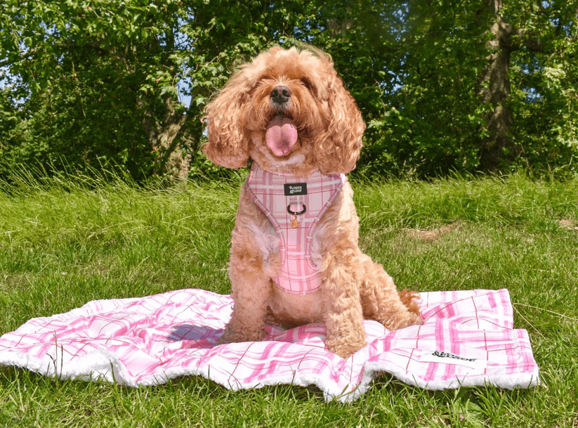 Oxford "Blush" Dog Blanket – by Flossie & Floof