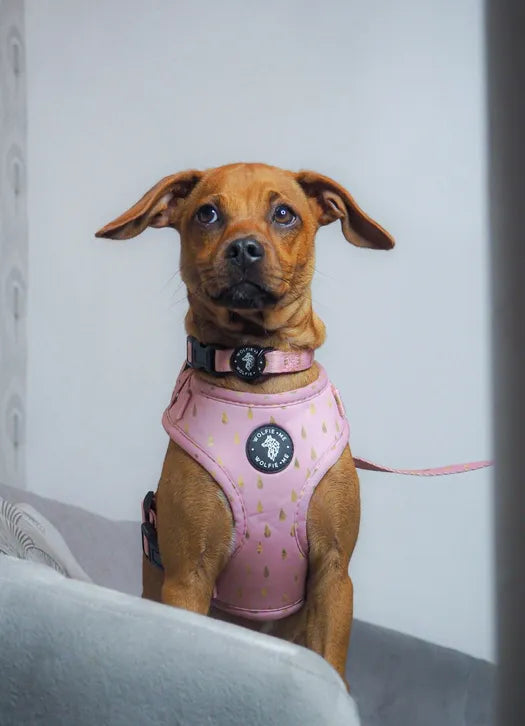 ACCALIA Adjustable Harness by Wolfie + Me