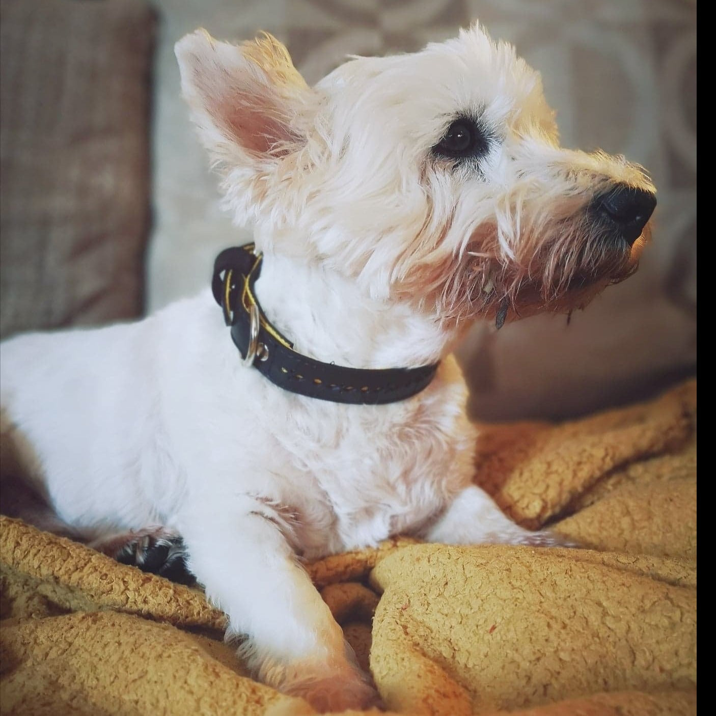 Eco Friendly Recycled Inner Tube Vegan Dog Collar